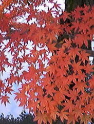 秋の紅葉