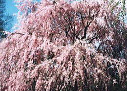 春の桜