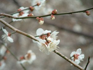 冬の梅
