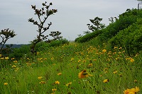 花道