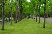 もうひとつの道