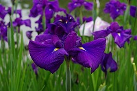 花菖蒲