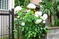 あじさい　その1
